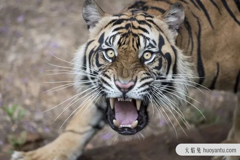 2022年虎人生肖运势(2022年属虎的全年运势运势详解)