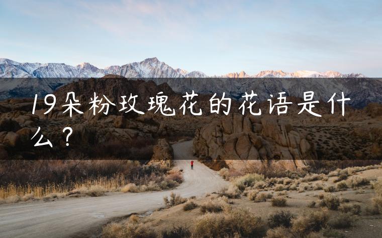 19朵粉玫瑰花的花语是什么？