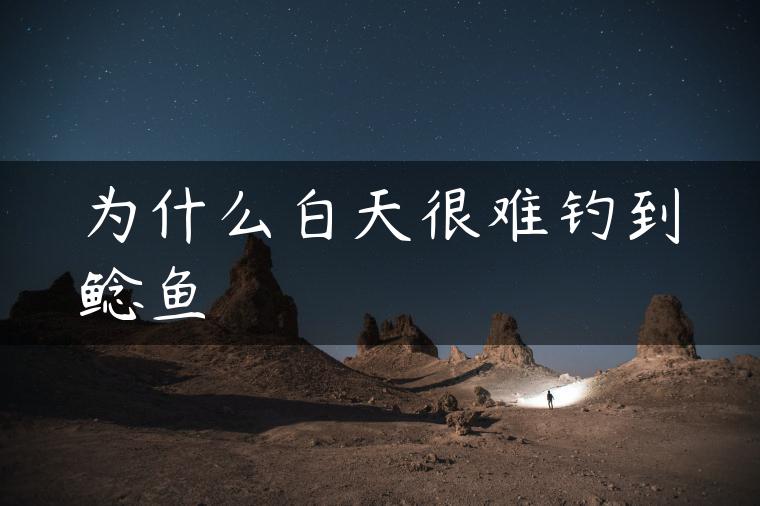 为什么白天很难钓到鲶鱼