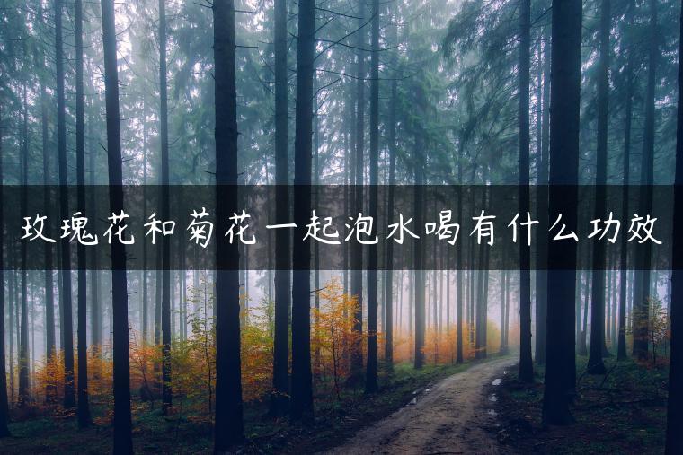 玫瑰花和菊花一起泡水喝有什么功效