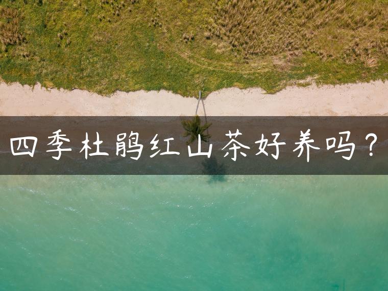 四季杜鹃红山茶好养吗？